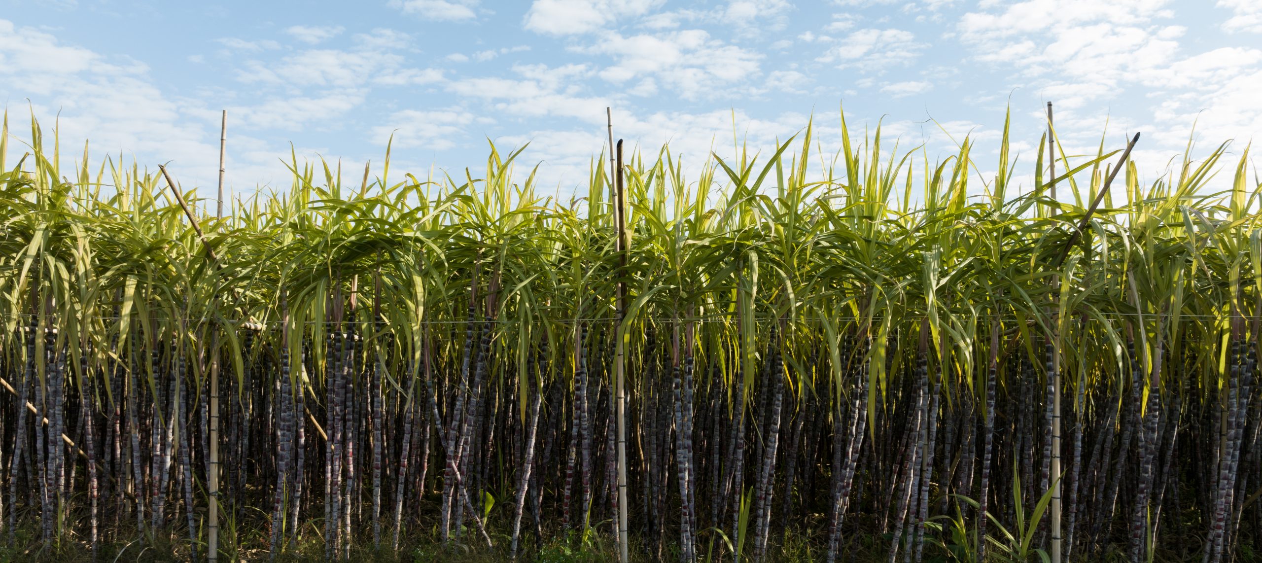 Sugarcane field with plants growing