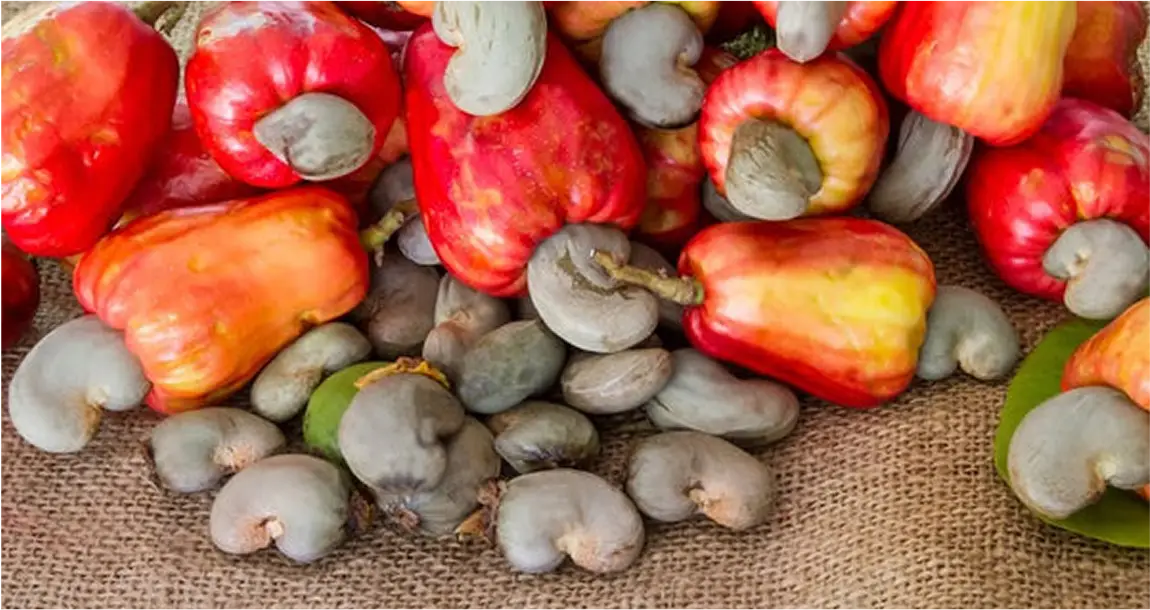 Global cashew production is experiencing a remarkable turnaround in 2025, with projections indicating a substantial 15% increase to approximately six million tonnes due to favorable weather patterns and strategic investments.