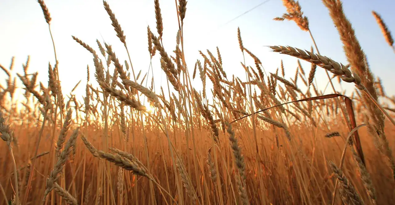 Weather patterns disrupting grain production across China and Europe agricultural regions with drought and flooding impacts on global commodity markets